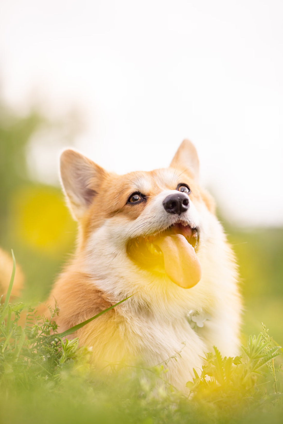 Dog chewing repellent bottle with a playful dog in the background.