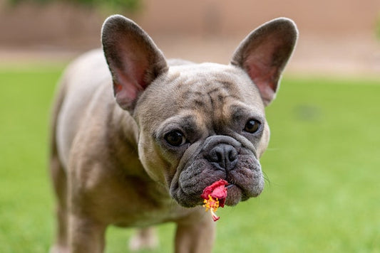 Unhappy dog scratching due to allergies, learn how to identify and manage pet allergies with our comprehensive guide.