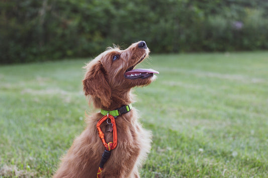 Photo by <a href="https://unsplash.com/@reed_shepherd1?utm_source=unsplash&utm_medium=referral&utm_content=creditCopyText">Reed Shepherd</a> on <a href="https://unsplash.com/photos/r1q76Rut5t8?utm_source=unsplash&utm_medium=referral&utm_content=creditCop