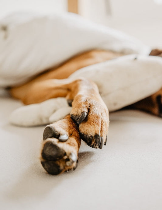 Tips for how to trim dog nails - Pet Health Pros