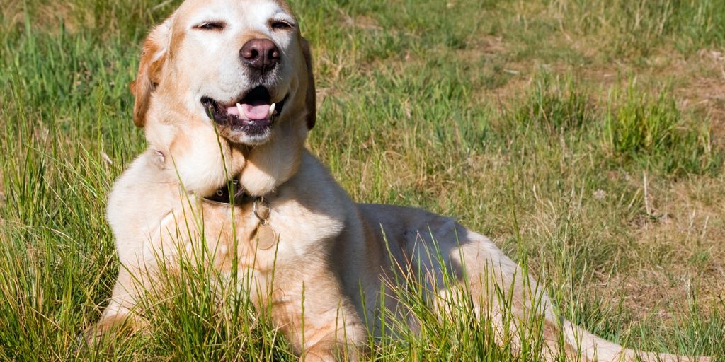 Finding the Best Vets Near Me with Wellness Plans Pet Health Pros