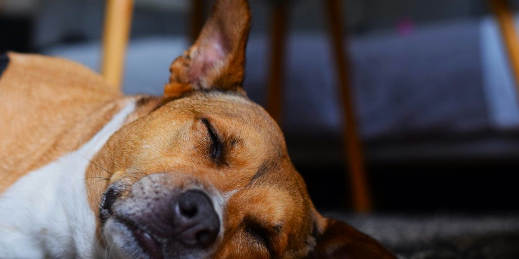 Home Sleep Testing by Sleep Doctor | CPAP Machines, Masks, & Supplies