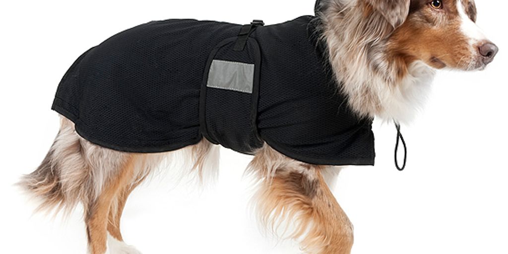 How to Obtain a Pet Health Certificate for Travel Near Me Pet Health Pros