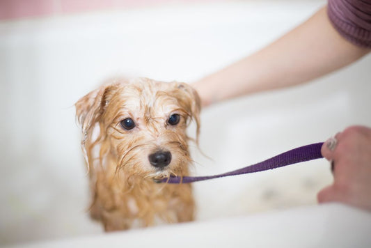Dog Wipes I Pet Health Pros