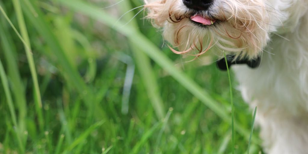 healthy dog eating natural food