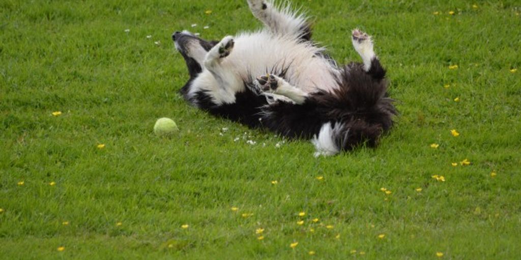 The Ultimate Pet Health Guide Ensuring Your Pet's Wellbeing Pet