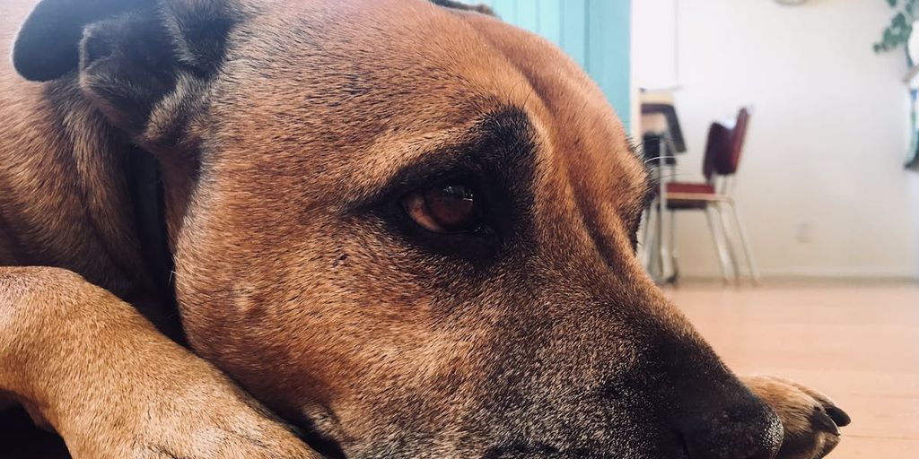 How to Properly Use Dog Ear Drops: A Comprehensive Guide – Pet Health Pros - Vinegar Solution For Dog Ear Drops