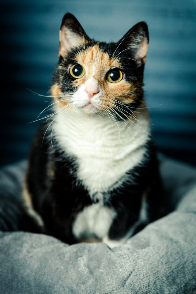 calico cat coats - Pet Health Pros