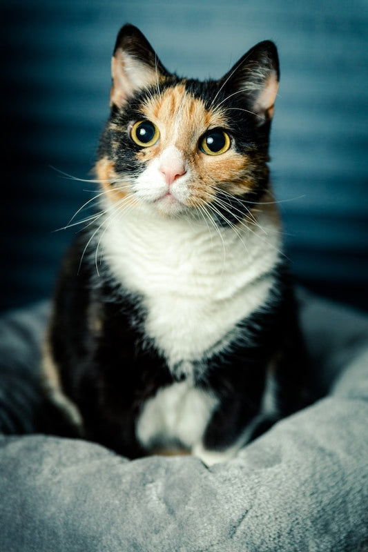 calico cat coats - Pet Health Pros