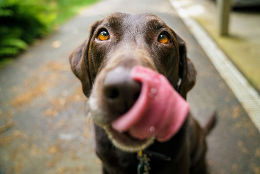 The Benefits of Oatmeal Dog Shampoo for Your Pet's Skin