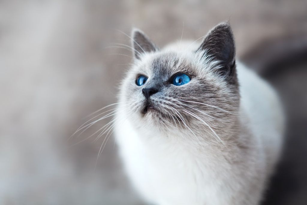 Combatting Dry Skin on Cats: Tips for Healthier Skin