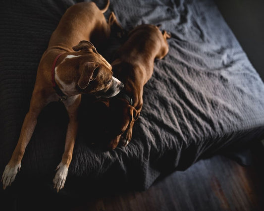The Benefits of Hot Spot Spray for Dogs