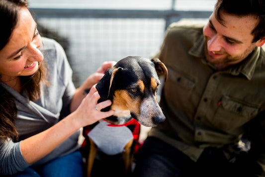 Understanding Chlorhexidine Wipes for Dogs
