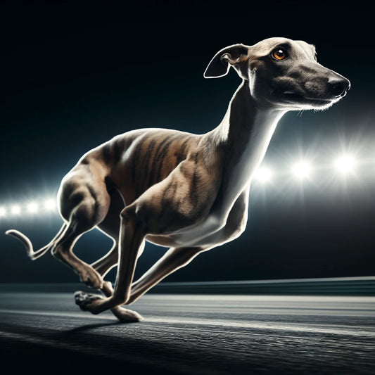 Soothing Solutions: A Guide to Pet Skin Care and Maintenance