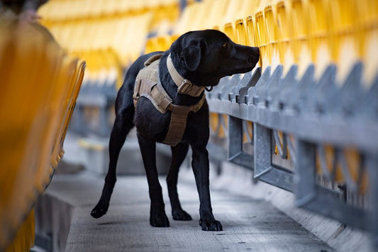 The Benefits of Using Dog Wipes for Quick and Easy Cleaning