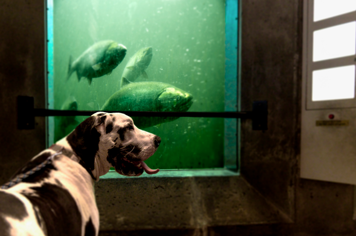A well-behaved dog sitting calmly next to its owner, looking away from a brightly lit indoor fish tank.