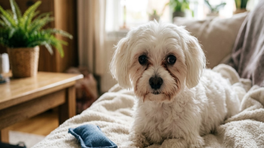 Say Goodbye to Stubborn Tear Stains: A Guide to Choosing and Using the Best Dog Eye Wipes