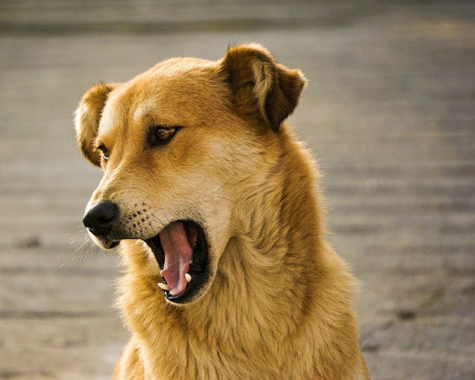 A keen pet owner attentively listening to their dog's bark.