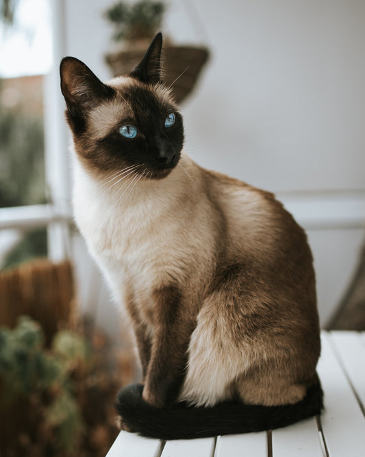 Photo by <a href="https://unsplash.com/fr/@alexmeier19?utm_source=unsplash&utm_medium=referral&utm_content=creditCopyText">Alex Meier</a> on <a href="https://unsplash.com/s/photos/Siamese-Cats?utm_source=unsplash&utm_medium=referral&utm_content=creditCopy