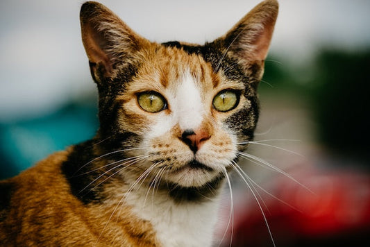 calico cat grooming - Pet Health Pros