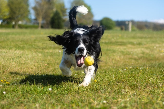 Joyful dog frolicking in the park, energized by Pet Health Pros' supplements