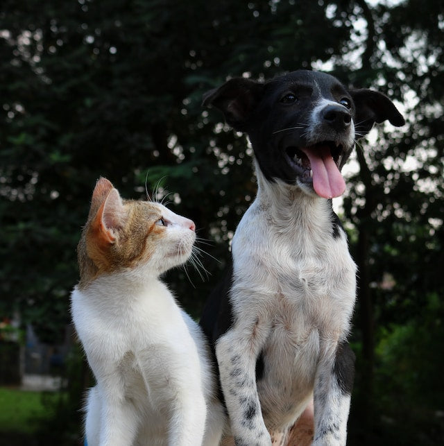 Illustration of a playful cat and dog, symbolizing the joy and potential health risks of pet ownership.