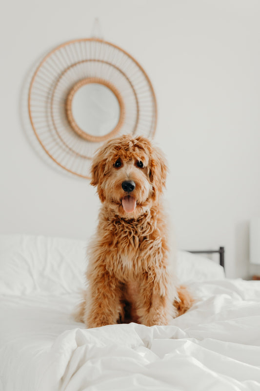 Photo by <a href="https://unsplash.com/@brookecagle?utm_source=unsplash&utm_medium=referral&utm_content=creditCopyText">Brooke Cagle</a> on <a href="https://unsplash.com/images/animals/dog?utm_source=unsplash&utm_medium=referral&utm_content=creditCopyText