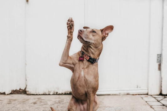 Photo by <a href="https://unsplash.com/@camylla93?utm_source=unsplash&utm_medium=referral&utm_content=creditCopyText">Camylla Battani</a> on <a href="https://unsplash.com/images/animals/dog?utm_source=unsplash&utm_medium=referral&utm_content=creditCopyTex