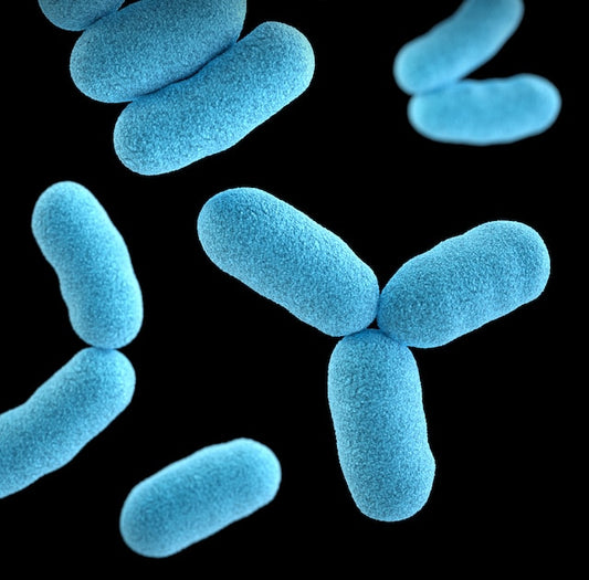 The Importance of Antibacterial Wipes for Dogs