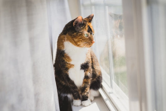 calico cat good luck charm- Pet Health Pros