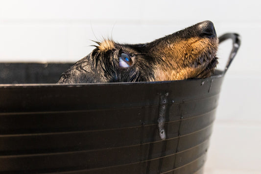 Photo by <a href="https://unsplash.com/@campfire_guy?utm_source=unsplash&utm_medium=referral&utm_content=creditCopyText">Darren Richardson</a> on <a href="https://unsplash.com/s/photos/dog-bath?utm_source=unsplash&utm_medium=referral&utm_content=creditCop