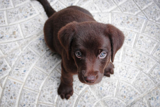 Hot Spot Spray for Dogs: Soothing Your Pet's Skin Irritations