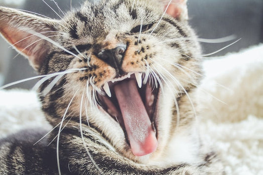 A happy cat with clean teeth enjoying dental care.
