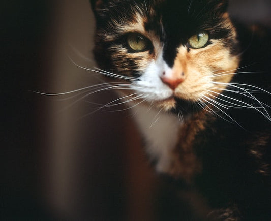 calico cat pet adoption - Pet Health Pros