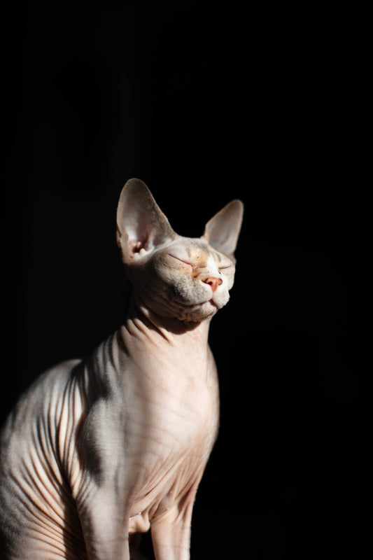 Photo by <a href="https://unsplash.com/@erinagius?utm_source=unsplash&utm_medium=referral&utm_content=creditCopyText">Erin Agius</a> on <a href="https://unsplash.com/s/photos/sphynx-cat?utm_source=unsplash&utm_medium=referral&utm_content=creditCopyText">U