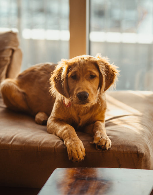 Photo by <a href="https://unsplash.com/@joshhild?utm_source=unsplash&utm_medium=referral&utm_content=creditCopyText">Josh Hild</a> on <a href="https://unsplash.com/s/photos/dogs-silly?utm_source=unsplash&utm_medium=referral&utm_content=creditCopyText">Uns