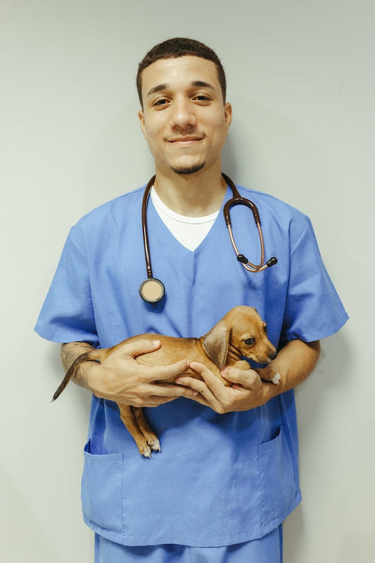 Veterinarian examining pet's health during a regular health check.
