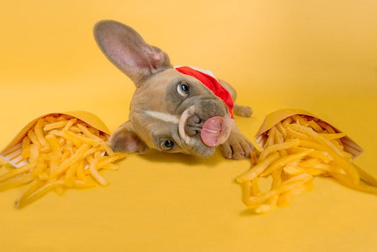 Dog happily eating probiotic paste from owner's hand