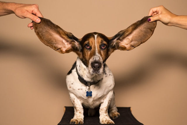 ear mites for dogs - Pet Health Pros