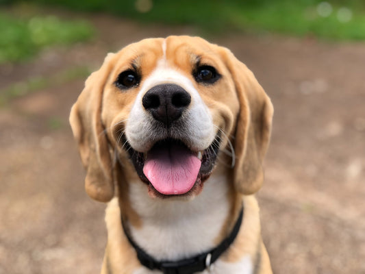 Photo by <a href="https://unsplash.com/@marliesebrandsma?utm_source=unsplash&utm_medium=referral&utm_content=creditCopyText">Marliese Streefland</a> on <a href="https://unsplash.com/images/animals/dog?utm_source=unsplash&utm_medium=referral&utm_content=cr