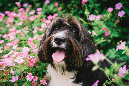 Photo by <a href="https://unsplash.com/de/@keizgoesboom?utm_source=unsplash&utm_medium=referral&utm_content=creditCopyText">Melissa Keizer</a> on <a href="https://unsplash.com/s/photos/dog-flower?utm_source=unsplash&utm_medium=referral&utm_content=creditC