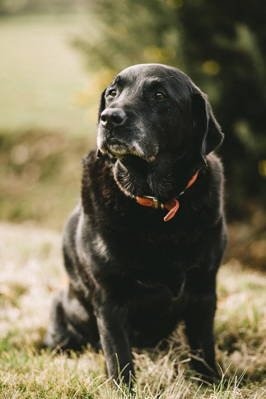 An overweight dog looking despondently at the camera, illustrating the health risks associated with dog obesity.