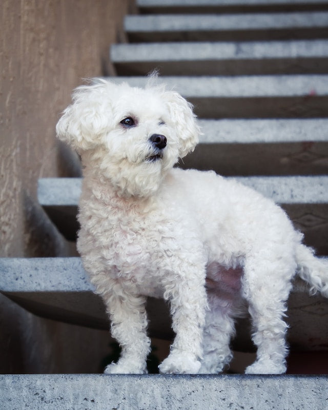 Maltipoo Puppy - Pet Health Pros