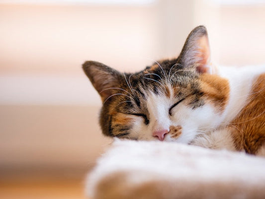 Calico Cat Personality - Pet Health Pros