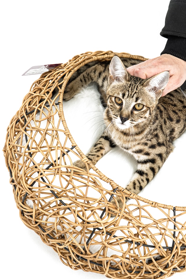 Savannah Cat Diet - Pet Health Pros