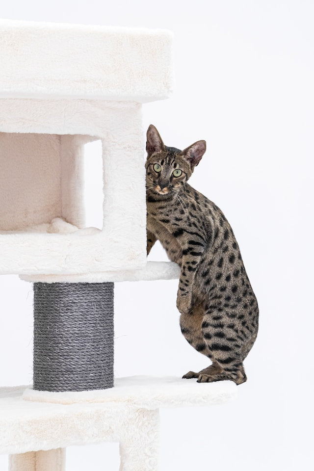 Savannah cat - Pet Health Pros