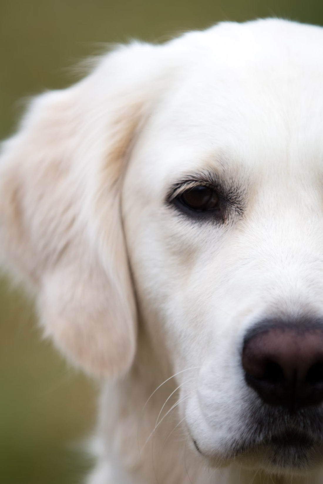 Soothing Your Dog's Itchy Skin with Oatmeal Shampoo