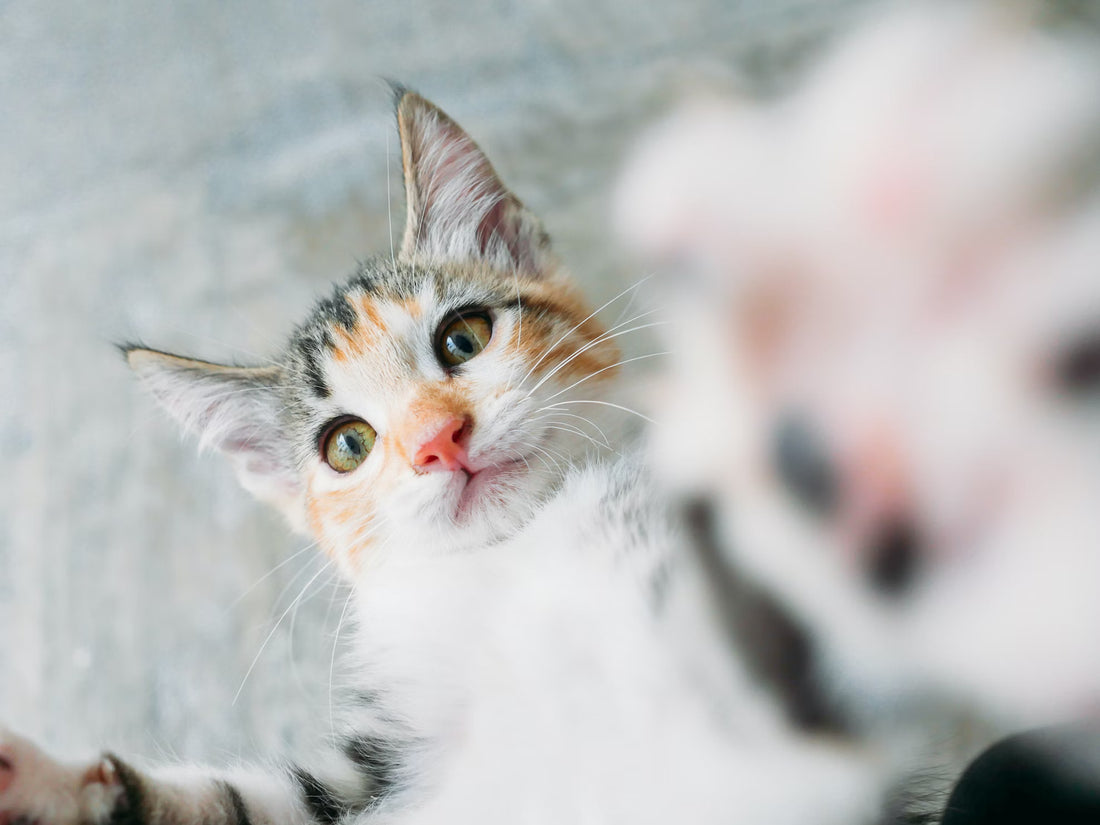 Cat Supplements I Pet Health Pros