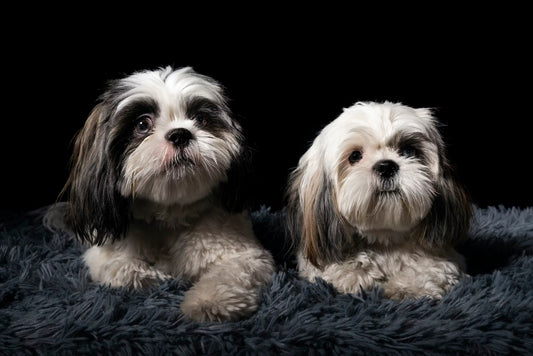 Dog Shampoo I Pet Health Pros