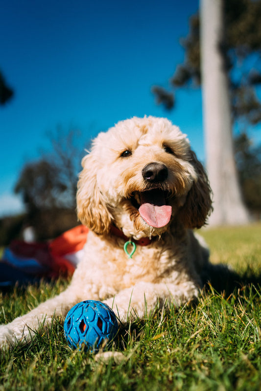 Fish Oil for Dogs I Pet Health Pros